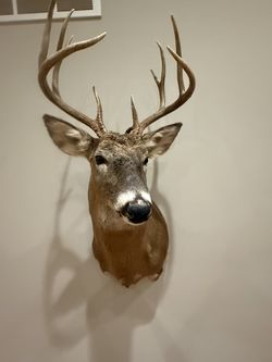 White Tail Buck