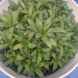 Window Haworthia Succulent Plant