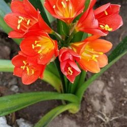 Clivia shade loving plant with beautiful orange flowers