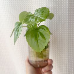 Creeping Charlie — water prop in lavender Ball jar