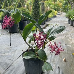 Medinilla 3 Gallons - Lush Tropical Beauty