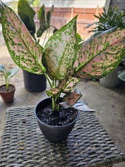 Aglaonema Pink