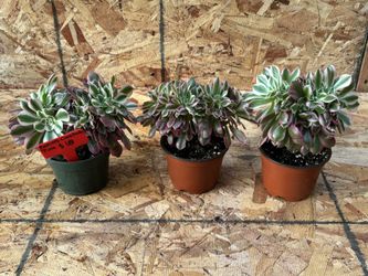 Crested Aeonium Pink Witch  🪴🩷💚🤍