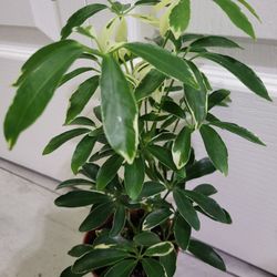 🌿Healthy Live Air Purifying Houseplant Variegated Moondrop Umbrella Plant 13" Tall In Pot 4" ~ $12/ea
