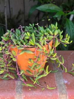 Suculent Platanillo Plant
