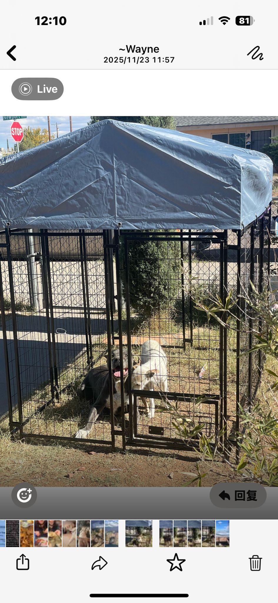 Brand New Animal Kennel