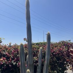 Large Cactus 