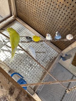 Beautiful  parakeets
