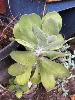 Jade
