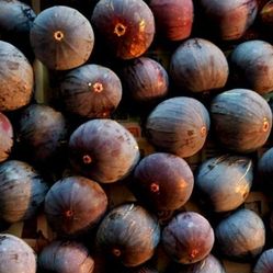 Fresh Picked Organic Figs From Our 🌳 
