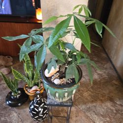 Money Tree Plant In New 12in Ceramic Pot With Shells And Stones 