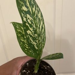 Beautiful & Rare Dieffenbachia “Etna” | Low Light | Grows To 6’ Ft Tall x 2 Ft Wide | Starter Plant