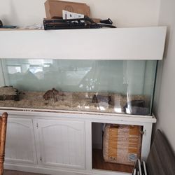 Snake And Cage For Sale