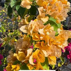 💛 Plant: Bougainvillea Amarilla (Bush & Standard) 