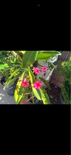 Plumerias (various colors)