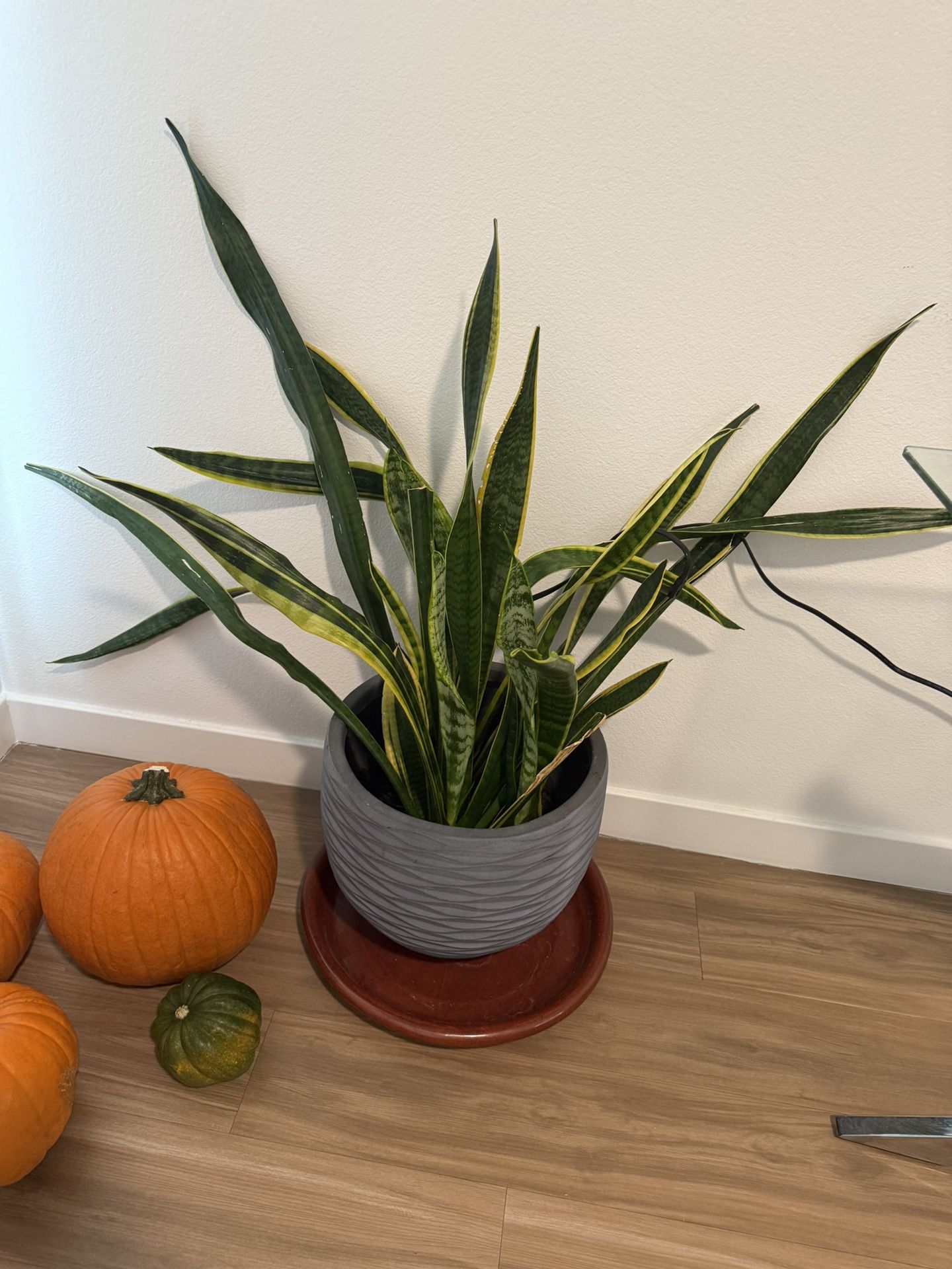Large Snake Plant