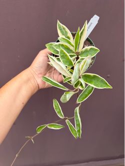4” Variegated hoya Krinkle