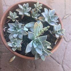 Rooted Cuttings Only