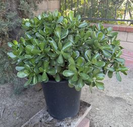 5-Gallon Jade Plant