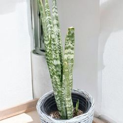 A Large Sanseviera Or Snake Plant