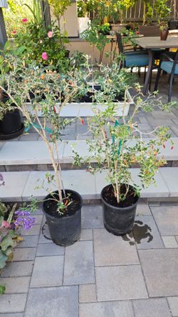 Mature Black Cobra Chilli - 5 gal pot