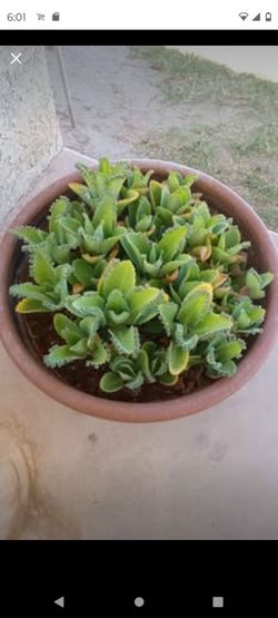 Mother of Thousands Live Succulent Plant