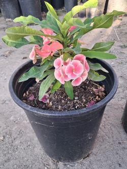 Planta 🪴 corona  de Cristo