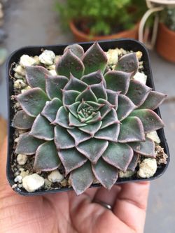 Succulents 2”