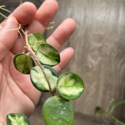 Hoya Mathilde Variegated Cutting