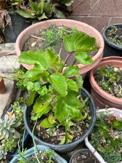 Miracle Life Plant Tree