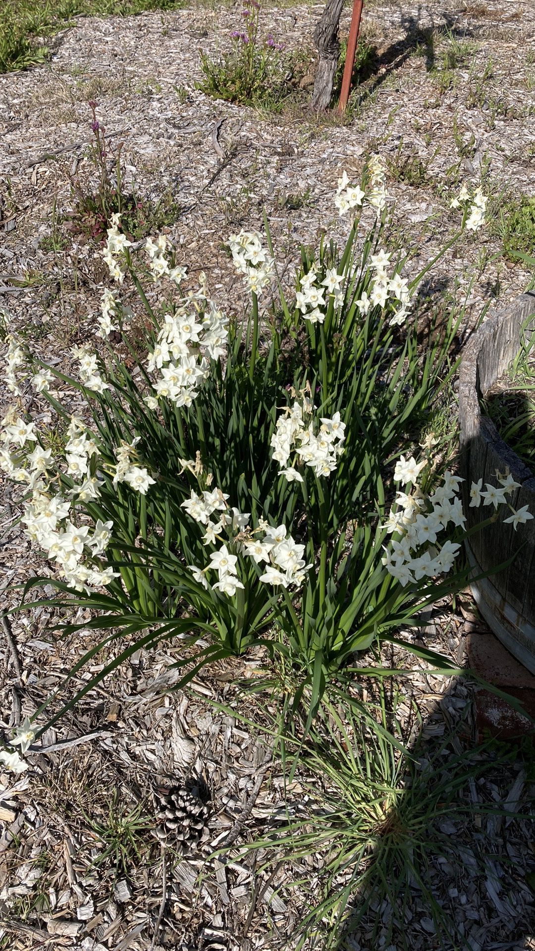 Narcissus Bulbs (paper whites)