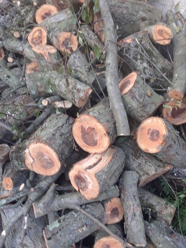 Free Apple tree wood for Sale in Pittsburgh, PA OfferUp