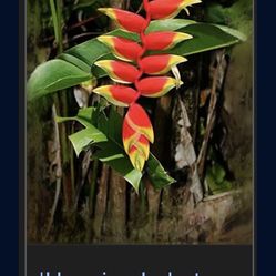 Lobster Claw Heliconia 24” Tall Hanging Variety