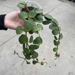 4” Peperomia Hope