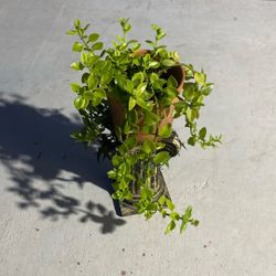 Beautiful Succulent, Only Shade 