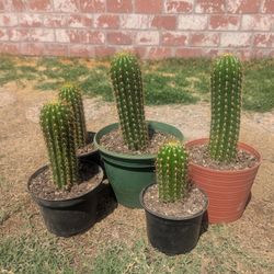 Desert Cactus And Succulent Plants