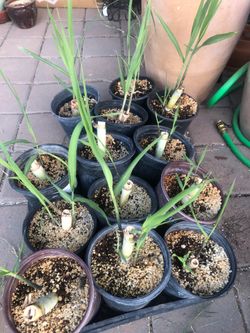 Sugar cane plant 1 gallon