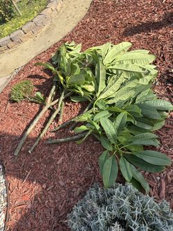 Plumeria Clippings