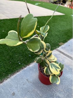 Hoya variegated Kerri