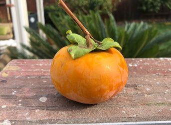 Fuyu Persimmons