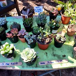 SUCCULENT CLEARANCE SALE SUNDAY IN SAN LORENZO..MANY ARE $3.50 EACH