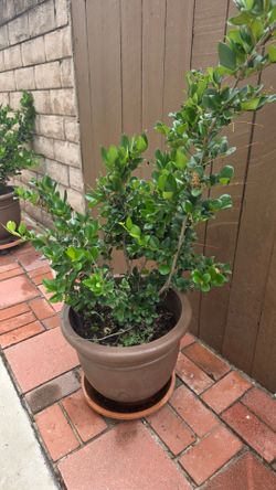 Potted plant $100 obo