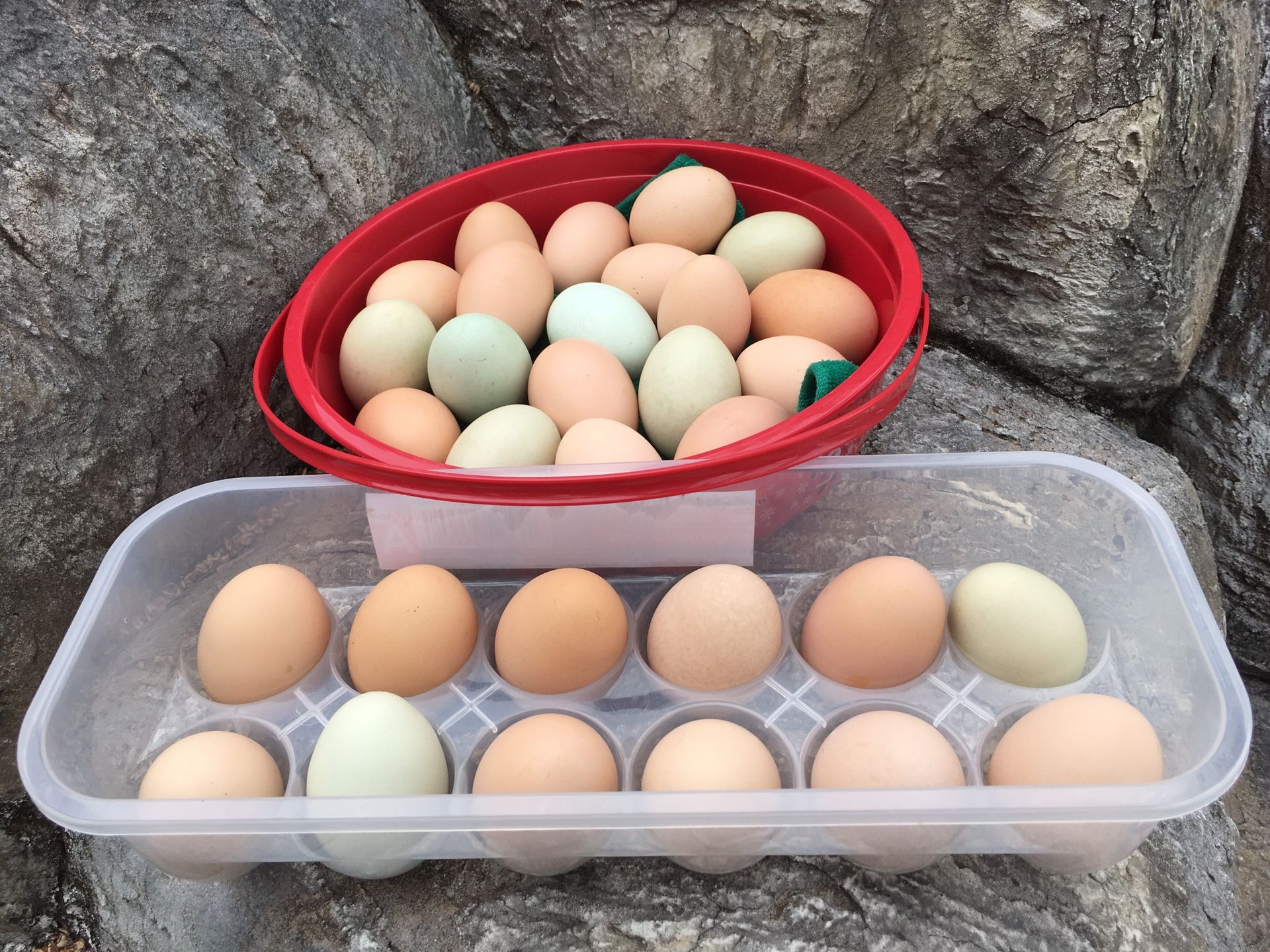 Hatching/fertile eggs for sale for Sale in Miami, FL OfferUp