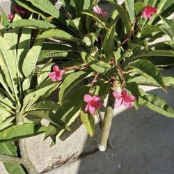 Plumeria Cuttings