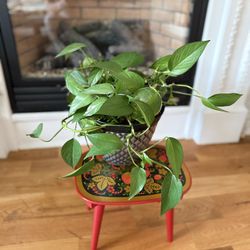 Lovely delightful live houseplant with pot.  Pothos plants are a popular choice for indoor gardening due to their easy care and beautiful foliage.