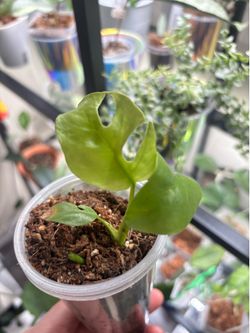Monstera Minima and Philodendron Burle Max