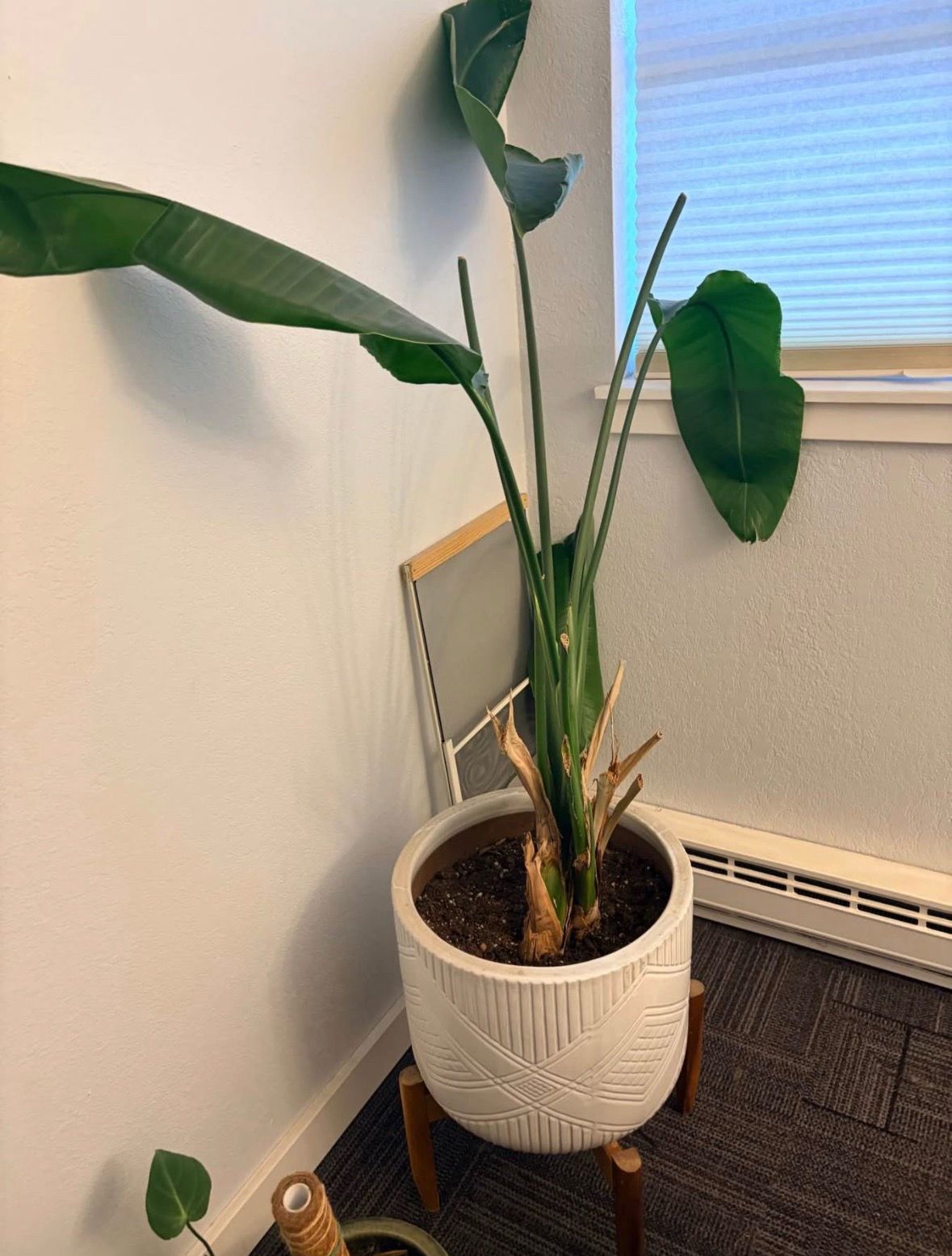 Bird of Paradise
