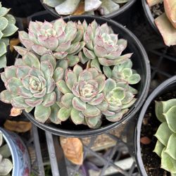 Succulent 1 Gallon Pot 