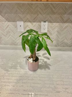 Money Tree 🌴