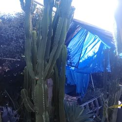 Euphorbia Cactus Succulent